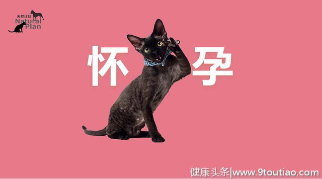 你的猫是不是怀孕了？