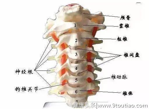 颈椎不好为什么全身得病？看看颈椎的样子就知道了