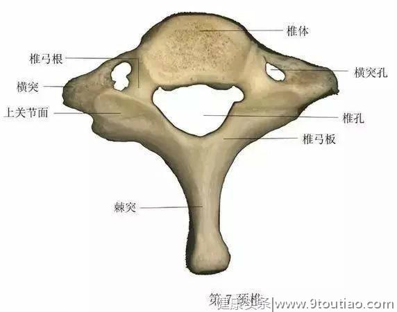 颈椎不好为什么全身得病？看看颈椎的样子就知道了