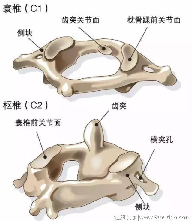 颈椎不好为什么全身得病？看看颈椎的样子就知道了