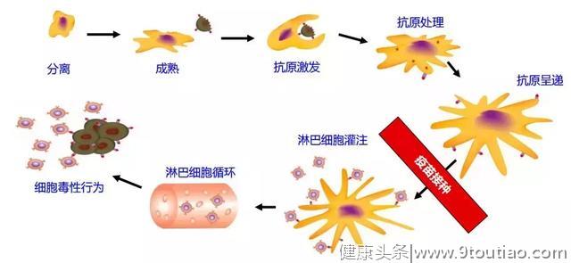 重磅！德国国家级树突细胞疫苗实验室正式接收中国癌症患者！