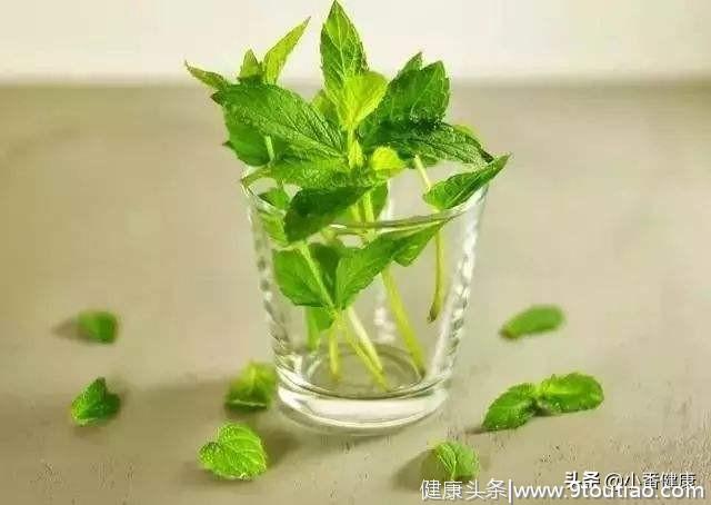 薄荷芳香气味 解表发汗 防治风热感冒！