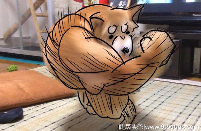 肌肉犬柴犬又被日本网友们恶搞了