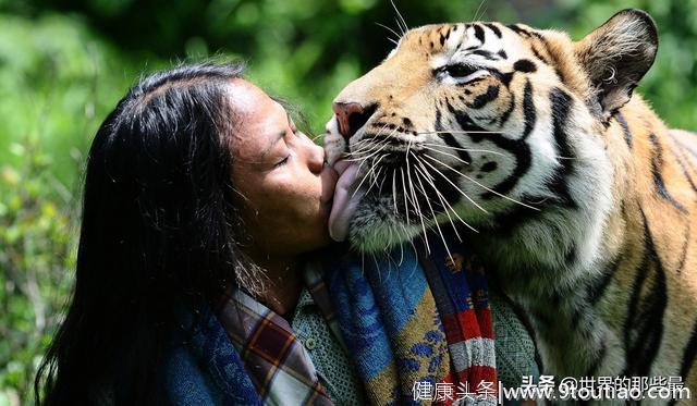 除了爪子和牙齿外，老虎的舌头也是一把刮骨刀，被舔一下后果严重