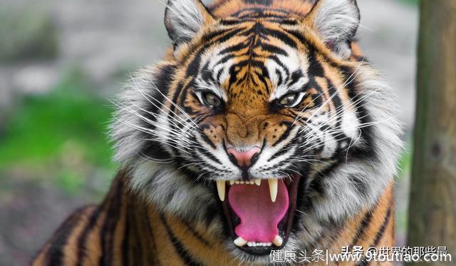 除了爪子和牙齿外，老虎的舌头也是一把刮骨刀，被舔一下后果严重