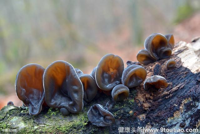 经常吃木耳对健康有三大好处，但它有抗癌功效吗？看看医生怎么说