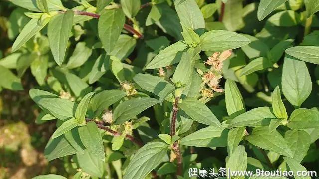 这棵草，不仅能清热泻火、散结消肿。做进菜中食疗效果更是杠杠滴！