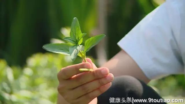 这棵草，不仅能清热泻火、散结消肿。做进菜中食疗效果更是杠杠滴！