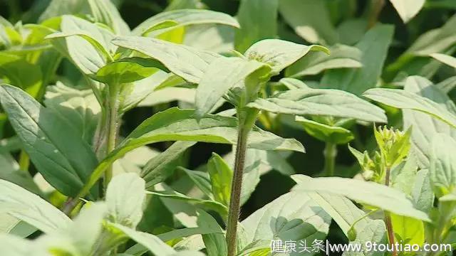 这棵草，不仅能清热泻火、散结消肿。做进菜中食疗效果更是杠杠滴！