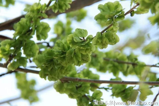 今儿谷雨，吃什么又讲究又健康又养生？北京人最爱这口！