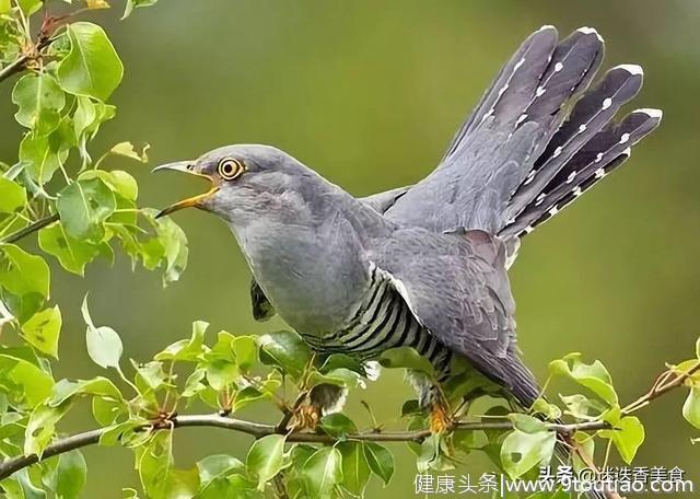 晚春养生正当时，10道菜教你吃对谷雨！