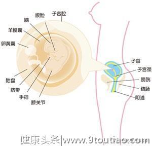 怀孕的第八周，宝宝的成长如何？妊娠早期应当如何检查