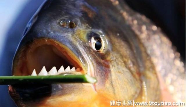 食人鱼的牙齿到底有多牛？看完保证让人大开眼界！网友：不敢惹