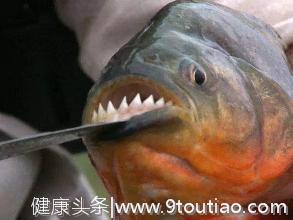 食人鱼的牙齿到底有多牛？看完保证让人大开眼界！网友：不敢惹