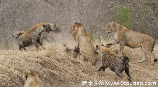 狮子对战鬣狗，谁的牙齿更厉害？网友：非洲二哥一招制敌