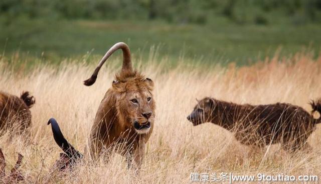狮子对战鬣狗，谁的牙齿更厉害？网友：非洲二哥一招制敌