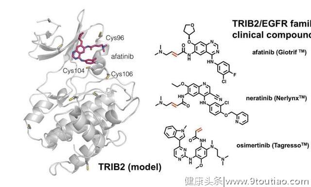 肺癌药物可以重新用于靶向与白血病相关的“僵尸”蛋白质