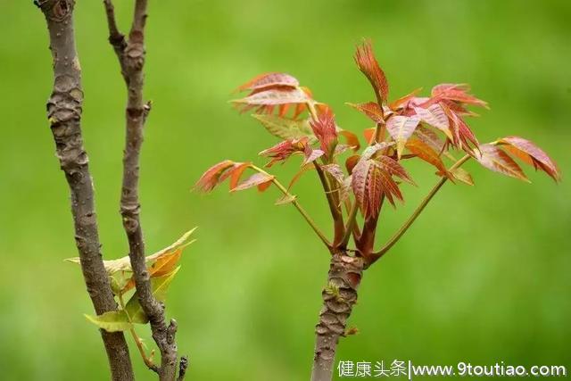 谷雨，如何喝茶养生，喝什么茶好？