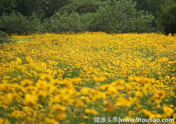 心理测试：你喜欢哪片花海，测你4月份有没有意外之财！准到爆