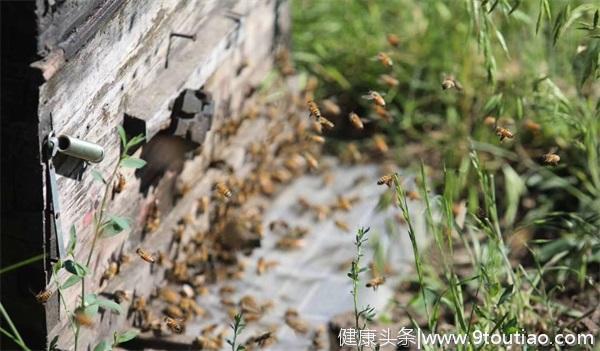 什么蜂蜜可以治过敏性鼻炎?过敏性鼻炎可以喝蜂蜜吗?
