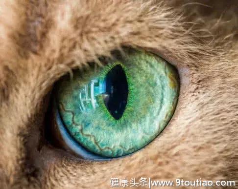 心理测试:下图哪个眼睛是老虎的眼睛,测你看人的准确度!