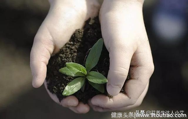 艾灸能唤醒人体的治愈能力