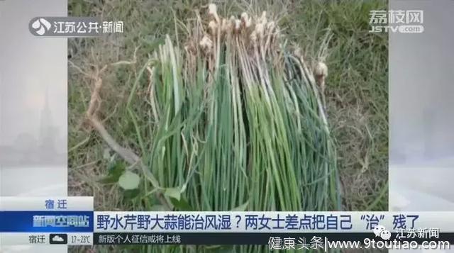 这种野菜能治风湿？两位大姐试了试，结果差点变残