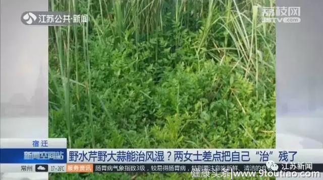 这种野菜能治风湿？两位大姐试了试，结果差点变残