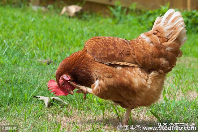 滑液囊支原体和病毒性关节炎，养鸡人如何鉴别，又该如何防控？