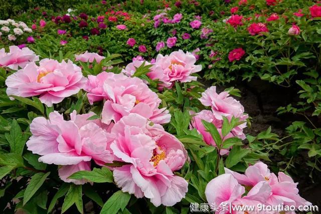 谷雨后养生，一款祛湿汤、一道降火菜，餐桌少不了