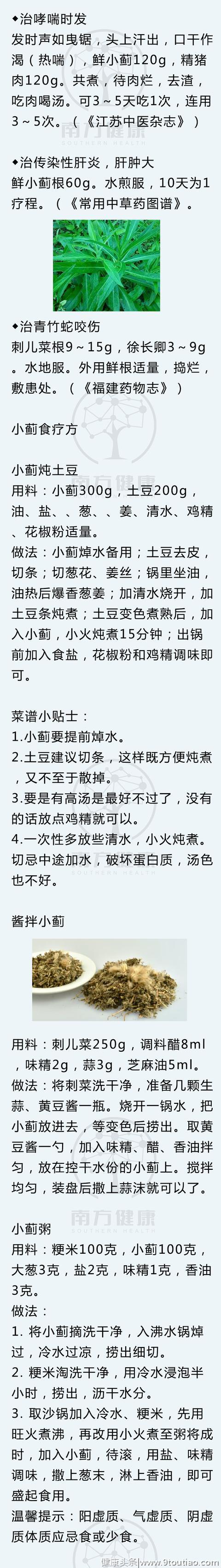 这种野菜是凉血止血的宝贝！3大养生食谱，请收好！