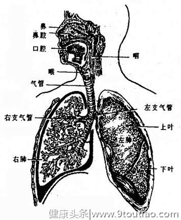 人体解剖学：呼吸系统