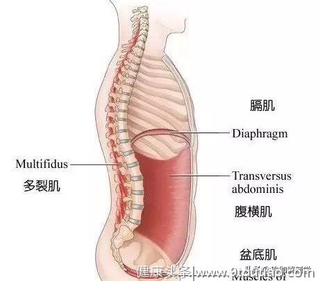 14张解剖图告诉你，为什么这样练核心更有效！