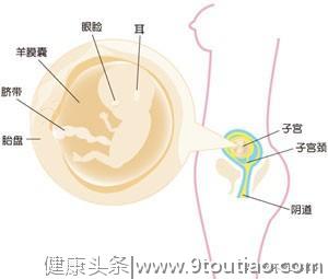 怀孕第十二周，可以停服叶酸，但要记得补钙哦