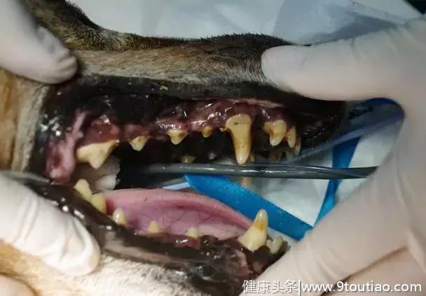 狗狗牙齿全掉光，意外和冰河世纪里的树懒撞脸，相似度100%！