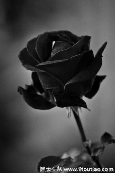 心理测试:选1朵黑玫瑰,测前任有多后悔和你分手!