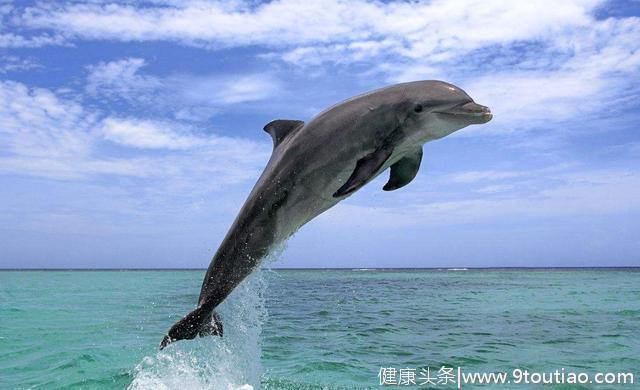心理测试:觉得哪一只海豚最懂人性？测你一生经历过多少次恋爱！