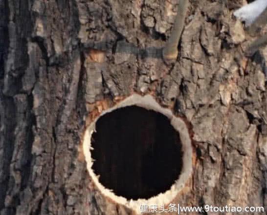 心理测试：3个树洞，你觉得哪个里面有秘密？测你是否有隐藏天赋