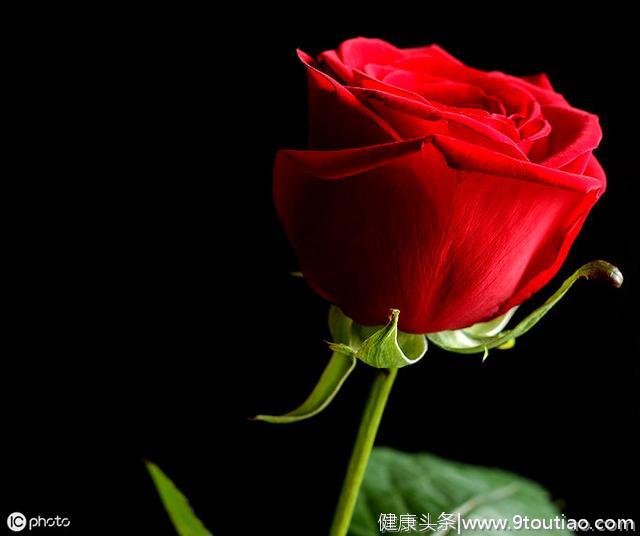 心理学：你最喜欢哪朵玫瑰，测出你身边有没有人在守护着你
