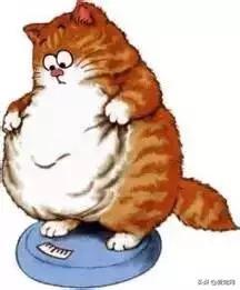从猫身上看到了你的减肥日常 别看了 说的就是你