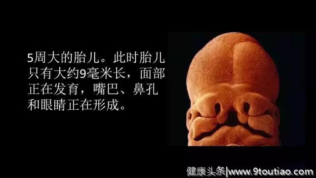 真实的宝宝在子宫里长什么样？看完太震撼了……