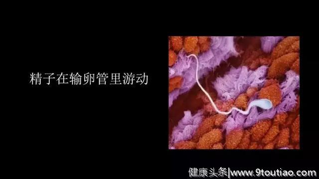 真实的宝宝在子宫里长什么样？看完太震撼了……