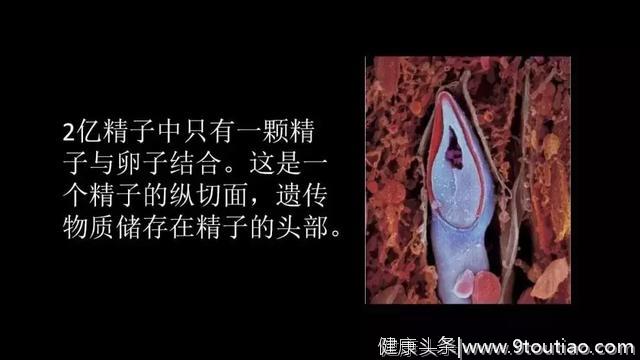 真实的宝宝在子宫里长什么样？看完太震撼了……