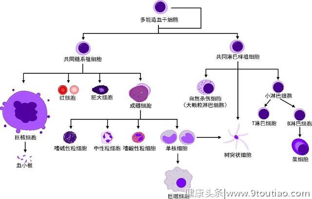 医生大白话：远离儿童白血病，你需要知道这些···