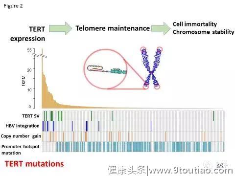 肝癌基因组测序研究总结