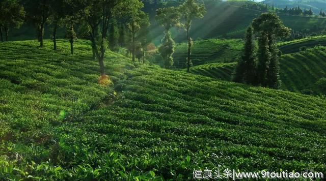 普洱茶的十大养生功效，不喝不知道