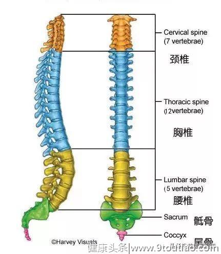 初学者练瑜伽，保持腰椎前凸曲线很重要！