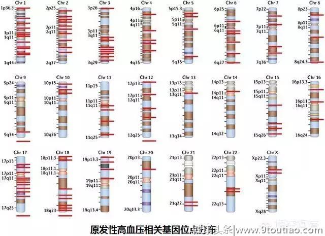 高血压跟遗传有什么关系？