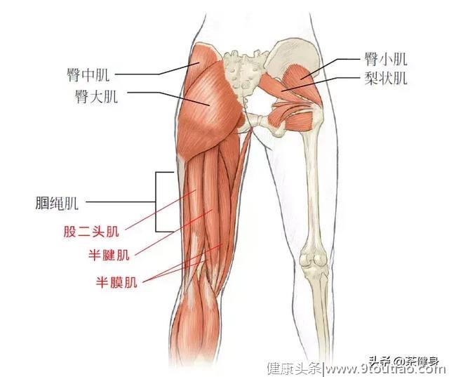 强壮腘绳肌稳定骨盆缓解膝盖腰椎疼痛，4个动作强化大腿后侧肌群