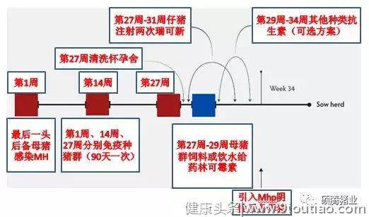 结合我国实际情况，推荐采用这两种猪支原体肺炎净化方法！